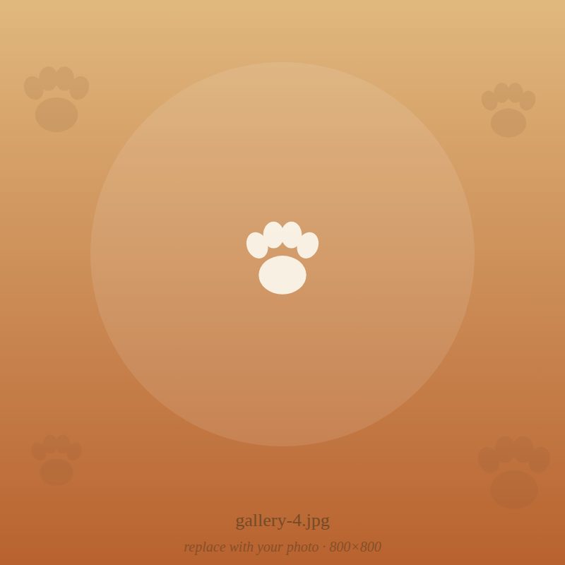 Nakama pet portrait 4