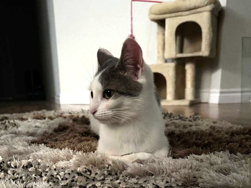 A cat relaxing at home while being cared for by Nakama