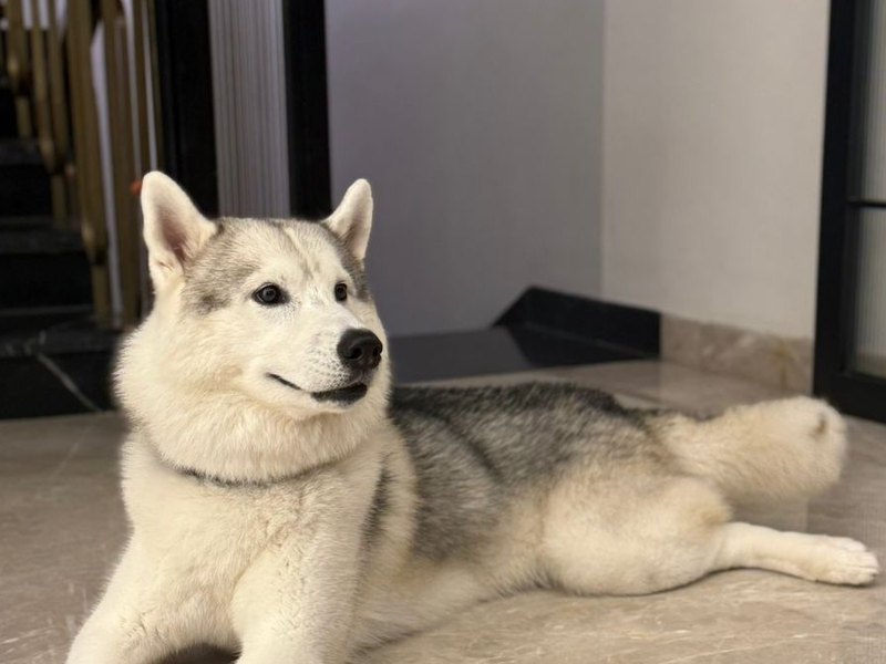 Tyson, a husky, resting at home during a Nakama pet-sitting visit