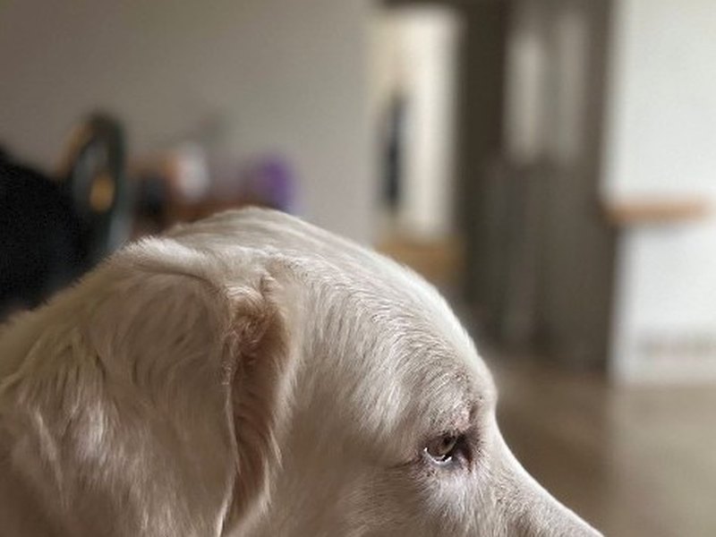 Scoopie, a golden retriever, at home during a stay with Nakama