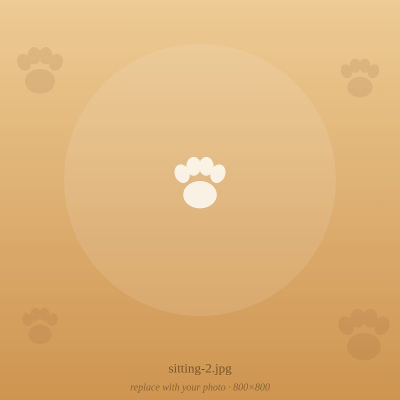 A cat being looked after at home by Nakama