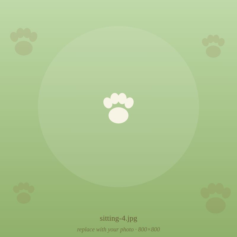 A dog on a walk with Nakama in London