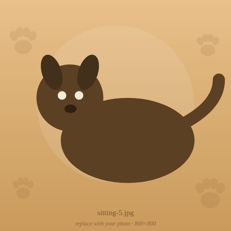 Playtime during a Nakama pet sitting visit