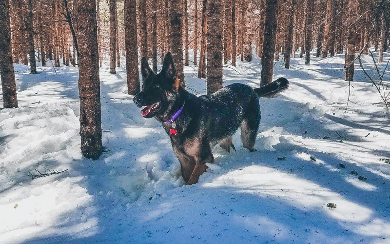 A dog out on a winter walk through snowy woods in London, Ontario